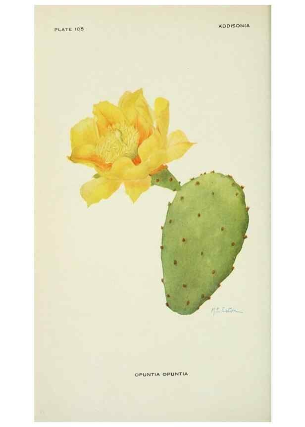 Reproducción/Reproduction 29104801441: Addisonia :. New York :New York Botanical Garden,1916-[1964].
