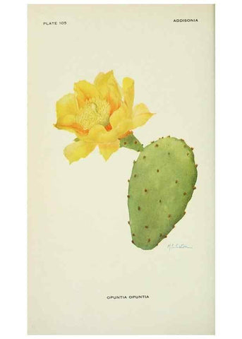 Reproducción/Reproduction 29104801441: Addisonia :. New York :New York Botanical Garden,1916-[1964].