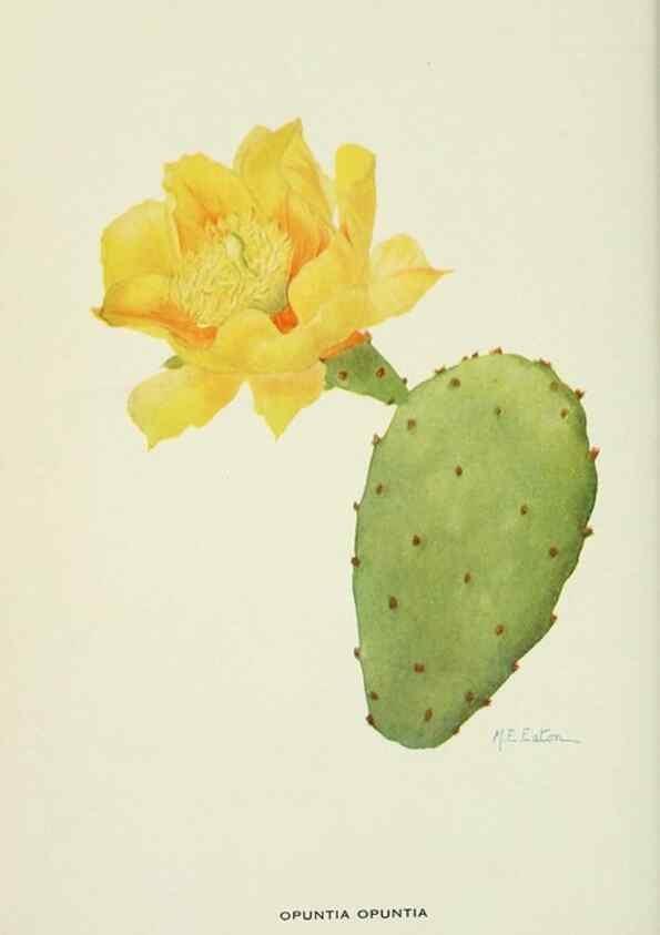 Reproducción/Reproduction 29104801441: Addisonia :. New York :New York Botanical Garden,1916-[1964].