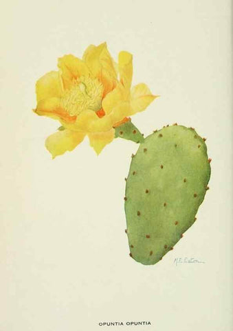Reproducción/Reproduction 29104801441: Addisonia :. New York :New York Botanical Garden,1916-[1964].