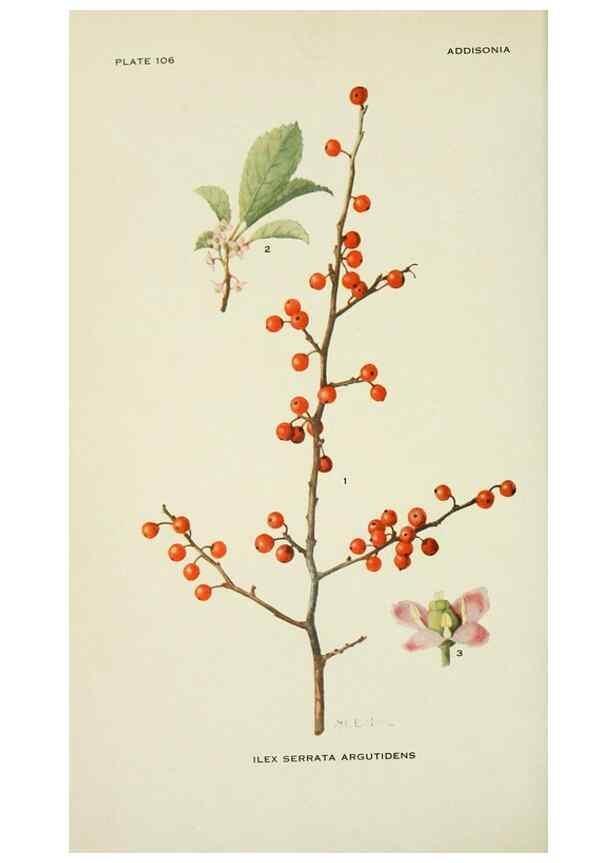 Reproducción/Reproduction 29104804891: Addisonia :. New York :New York Botanical Garden,1916-[1964].