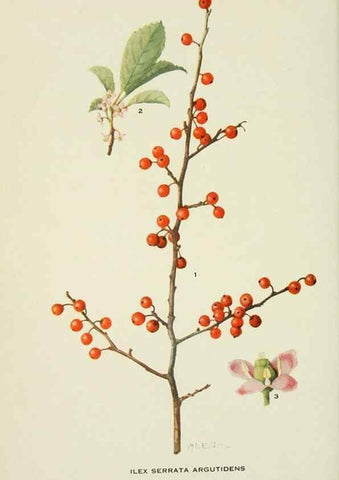Reproducción/Reproduction 29104804891: Addisonia :. New York :New York Botanical Garden,1916-[1964].