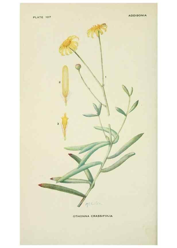 Reproducción/Reproduction 29104809961: Addisonia :. New York :New York Botanical Garden,1916-[1964].