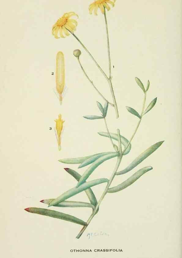 Reproducción/Reproduction 29104809961: Addisonia :. New York :New York Botanical Garden,1916-[1964].