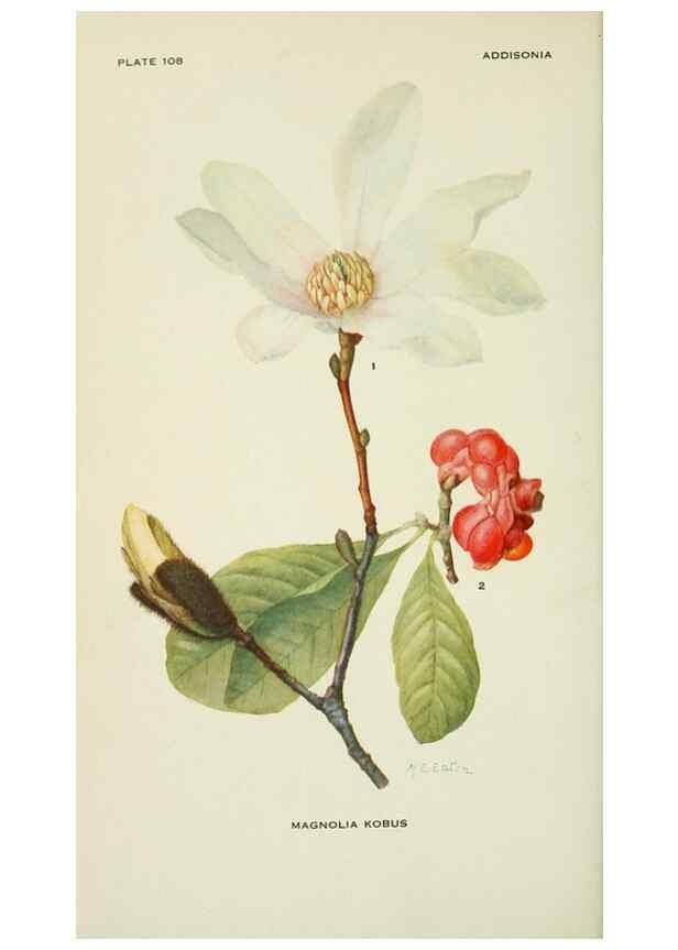 Reproducción/Reproduction 29077094482: Addisonia :. New York :New York Botanical Garden,1916-[1964].