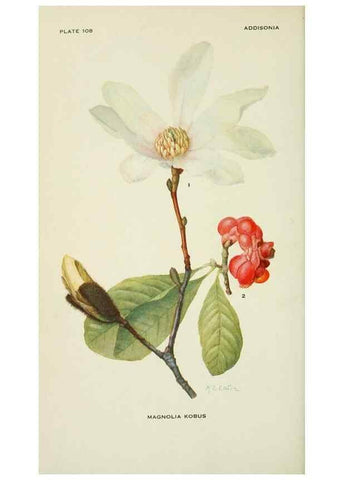 Reproducción/Reproduction 29077094482: Addisonia :. New York :New York Botanical Garden,1916-[1964].