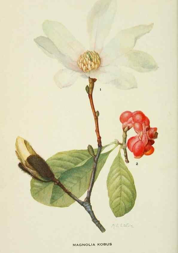 Reproducción/Reproduction 29077094482: Addisonia :. New York :New York Botanical Garden,1916-[1964].