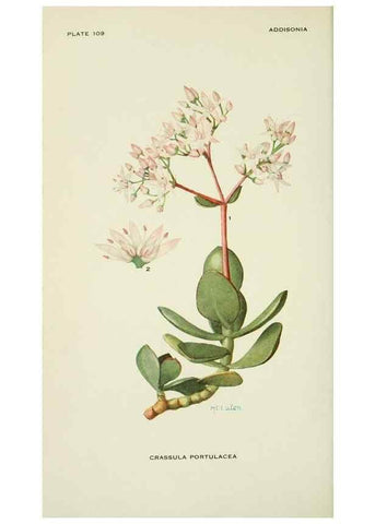 Reproducción/Reproduction 29104817841: Addisonia :. New York :New York Botanical Garden,1916-[1964].