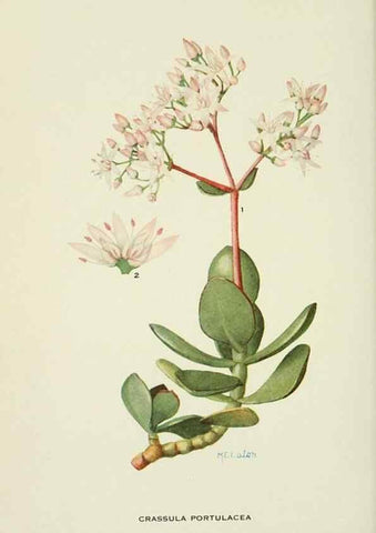 Reproducción/Reproduction 29104817841: Addisonia :. New York :New York Botanical Garden,1916-[1964].