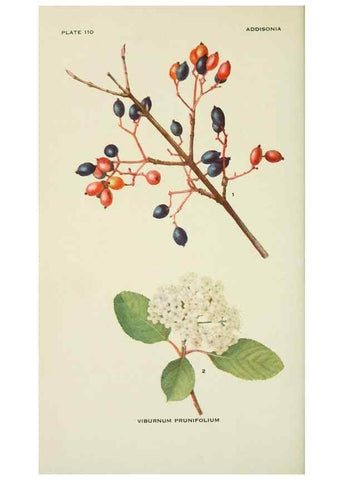 Reproducción/Reproduction 29104820991: Addisonia :. New York :New York Botanical Garden,1916-[1964].