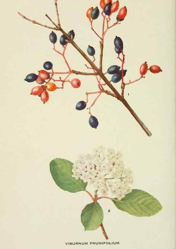 Reproducción/Reproduction 29104820991: Addisonia :. New York :New York Botanical Garden,1916-[1964].