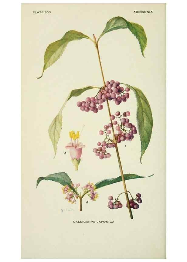 Reproducción/Reproduction 29077087422: Addisonia :. New York :New York Botanical Garden,1916-[1964].
