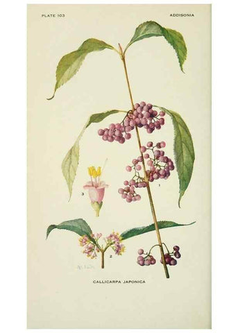 Reproducción/Reproduction 29077087422: Addisonia :. New York :New York Botanical Garden,1916-[1964].