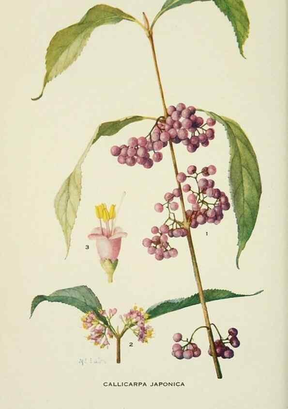 Reproducción/Reproduction 29077087422: Addisonia :. New York :New York Botanical Garden,1916-[1964].