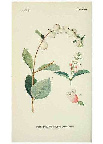Reproducción/Reproduction 28563609953: Addisonia :. New York :New York Botanical Garden,1916-[1964].
