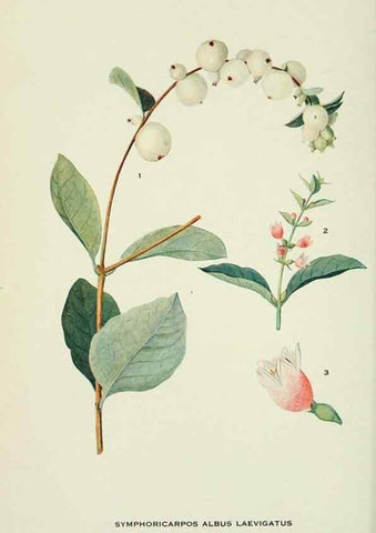 Reproducción/Reproduction 28563609953: Addisonia :. New York :New York Botanical Garden,1916-[1964].