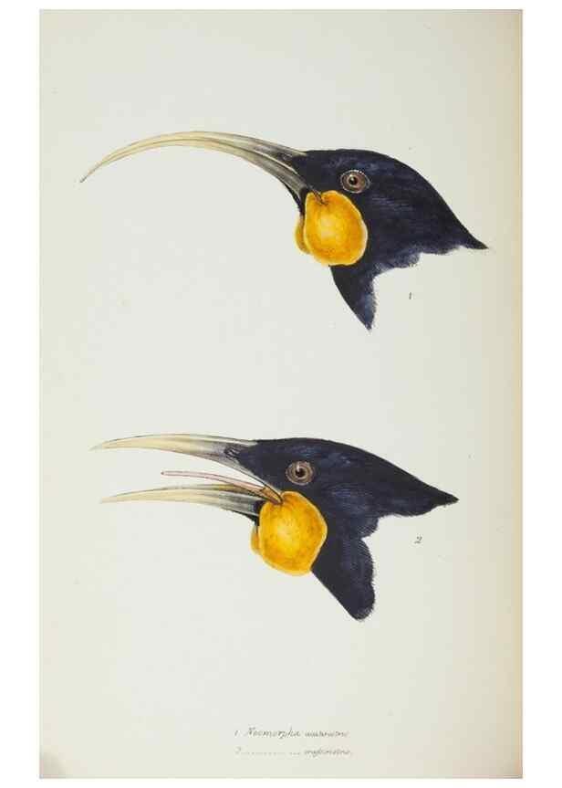 Reproducción/Reproduction 28686828643: A synopsis of the birds of Australia, and the adjacent Islands /. London :John Gould,1837.