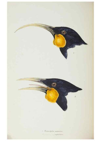 Reproducción/Reproduction 28686828643: A synopsis of the birds of Australia, and the adjacent Islands /. London :John Gould,1837.