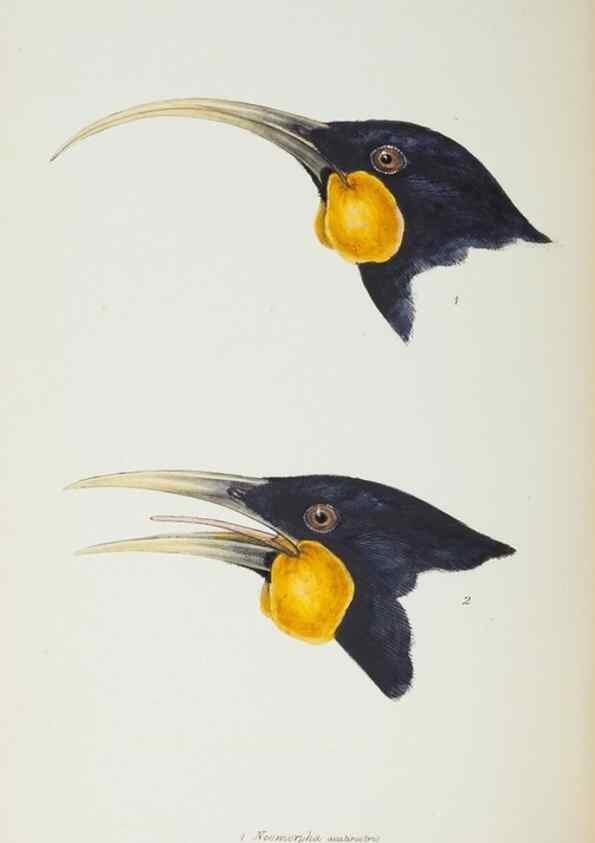 Reproducción/Reproduction 28686828643: A synopsis of the birds of Australia, and the adjacent Islands /. London :John Gould,1837.