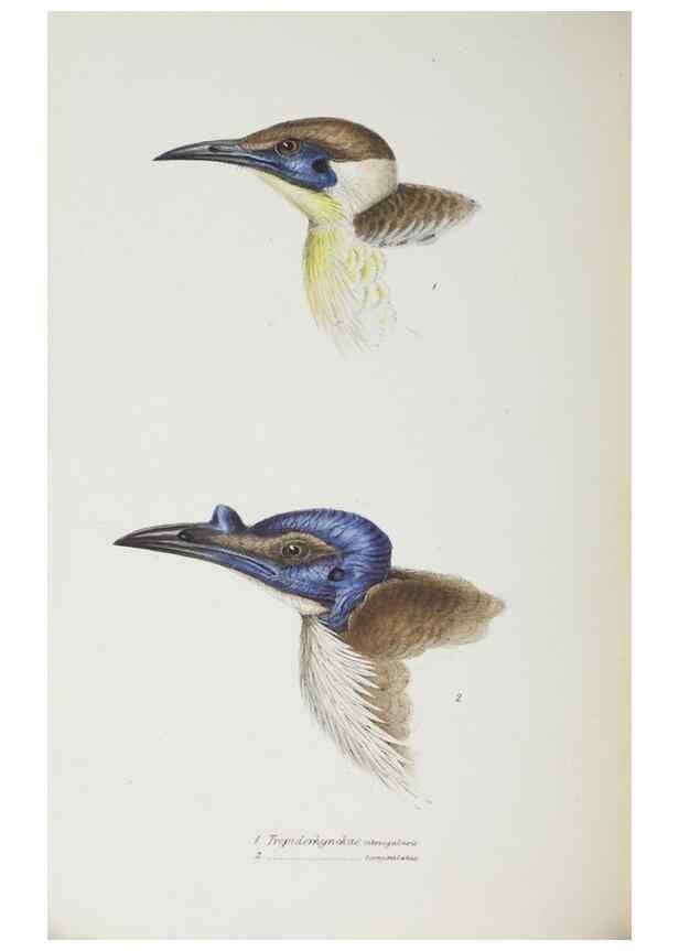 Reproducción/Reproduction 29019734660: A synopsis of the birds of Australia, and the adjacent Islands /. London :John Gould,1837.