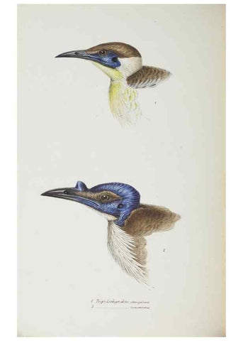 Reproducción/Reproduction 29019734660: A synopsis of the birds of Australia, and the adjacent Islands /. London :John Gould,1837.