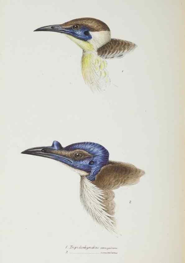 Reproducción/Reproduction 29019734660: A synopsis of the birds of Australia, and the adjacent Islands /. London :John Gould,1837.