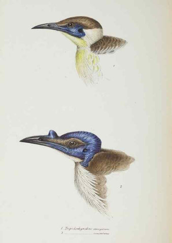 Reproducción/Reproduction 29019734660: A synopsis of the birds of Australia, and the adjacent Islands /. London :John Gould,1837.