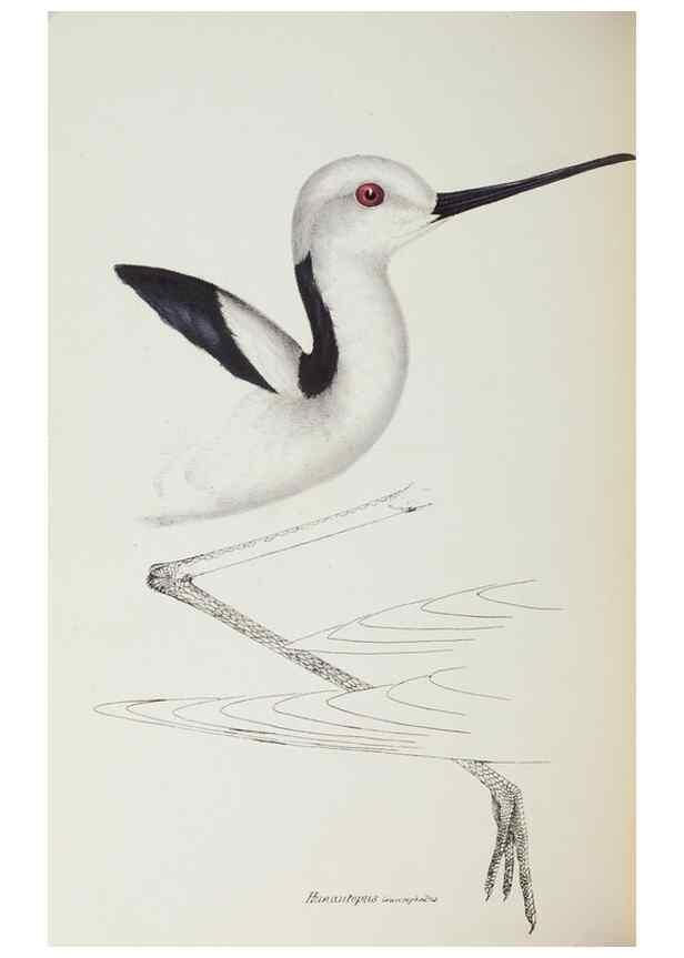 Reproducción/Reproduction 29228975231: A synopsis of the birds of Australia, and the adjacent Islands /. London :John Gould,1837.