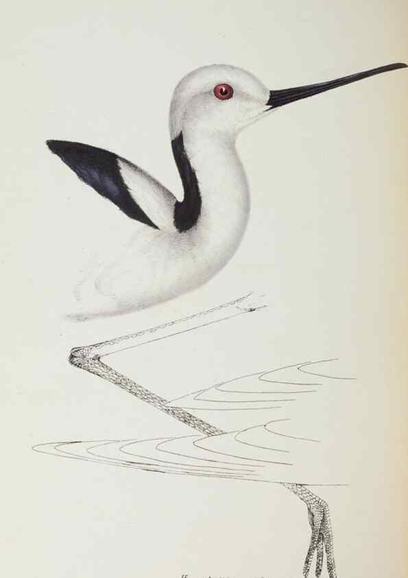 Reproducción/Reproduction 29228975231: A synopsis of the birds of Australia, and the adjacent Islands /. London :John Gould,1837.