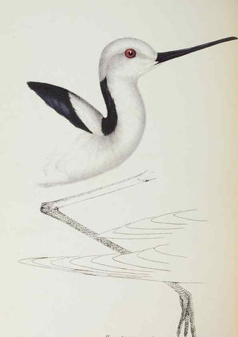 Reproducción/Reproduction 29228975231: A synopsis of the birds of Australia, and the adjacent Islands /. London :John Gould,1837.