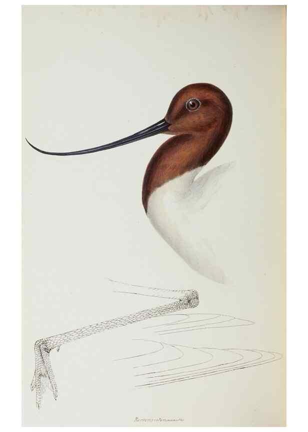 Reproducción/Reproduction 29199444862: A synopsis of the birds of Australia, and the adjacent Islands /. London :John Gould,1837.