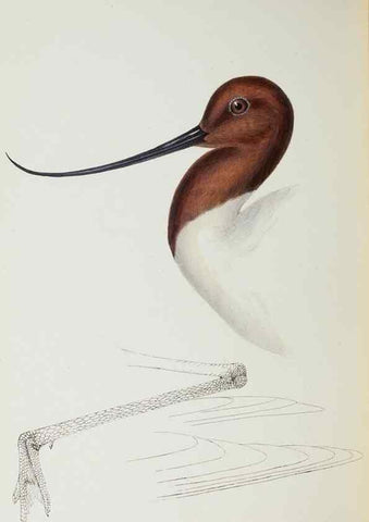 Reproducción/Reproduction 29199444862: A synopsis of the birds of Australia, and the adjacent Islands /. London :John Gould,1837.