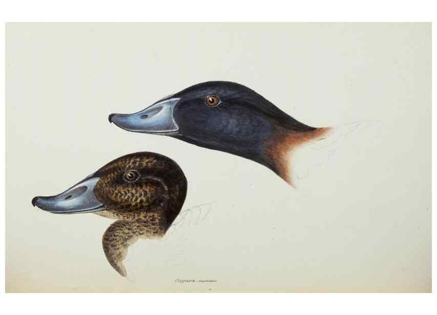 Reproducción/Reproduction 29019777160: A synopsis of the birds of Australia, and the adjacent Islands /. London :John Gould,1837.