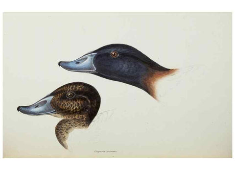 Reproducción/Reproduction 29019777160: A synopsis of the birds of Australia, and the adjacent Islands /. London :John Gould,1837.