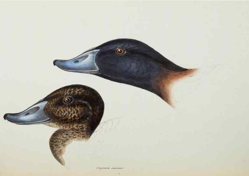 Reproducción/Reproduction 29019777160: A synopsis of the birds of Australia, and the adjacent Islands /. London :John Gould,1837.