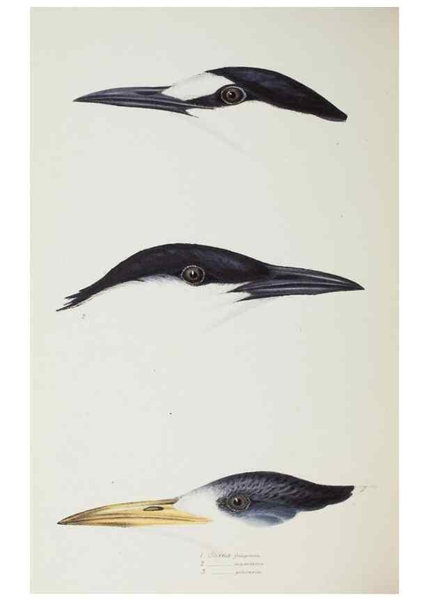 Reproducción/Reproduction 29228983741: A synopsis of the birds of Australia, and the adjacent Islands /. London :John Gould,1837.