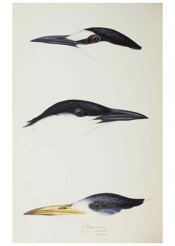 Reproducción/Reproduction 29228983741: A synopsis of the birds of Australia, and the adjacent Islands /. London :John Gould,1837.