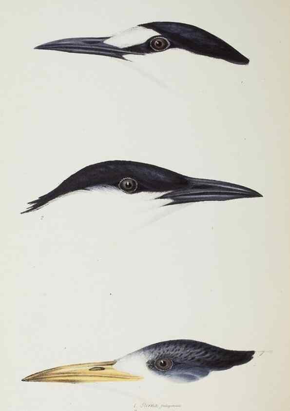 Reproducción/Reproduction 29228983741: A synopsis of the birds of Australia, and the adjacent Islands /. London :John Gould,1837.