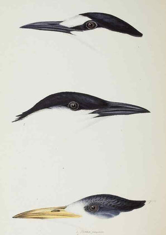 Reproducción/Reproduction 29228983741: A synopsis of the birds of Australia, and the adjacent Islands /. London :John Gould,1837.