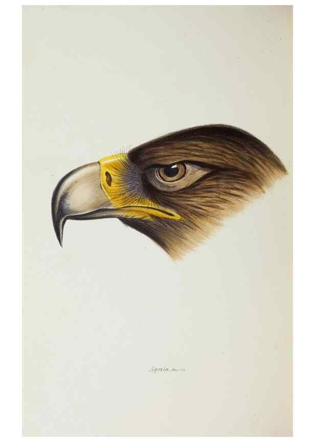 Reproducción/Reproduction 28685118394: A synopsis of the birds of Australia, and the adjacent Islands /. London :John Gould,1837.