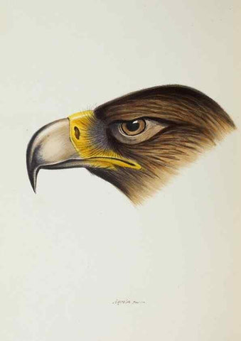 Reproducción/Reproduction 28685118394: A synopsis of the birds of Australia, and the adjacent Islands /. London :John Gould,1837.
