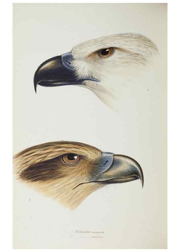 Reproducción/Reproduction 28686907303: A synopsis of the birds of Australia, and the adjacent Islands /. London :John Gould,1837.