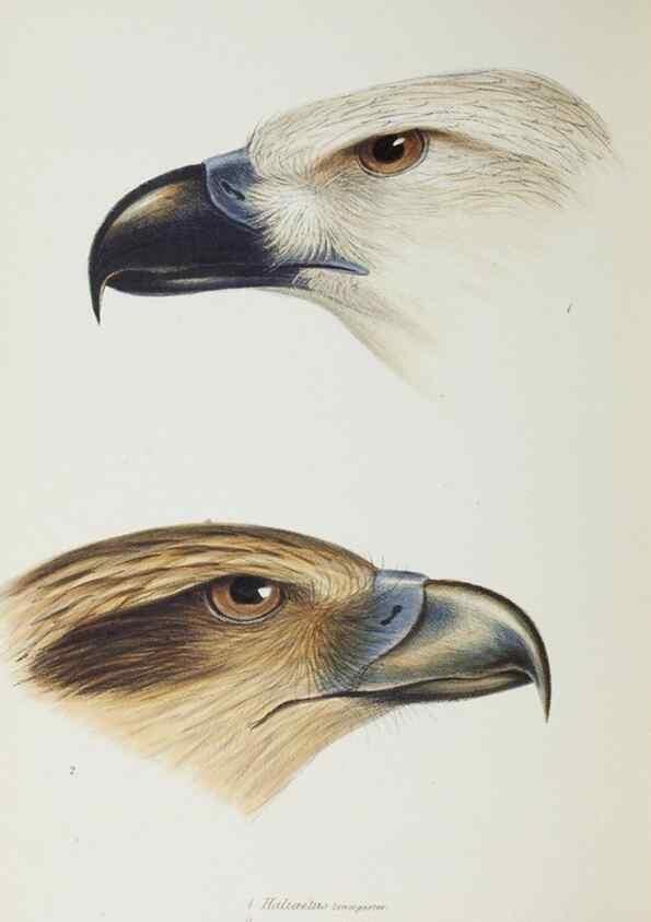 Reproducción/Reproduction 28686907303: A synopsis of the birds of Australia, and the adjacent Islands /. London :John Gould,1837.