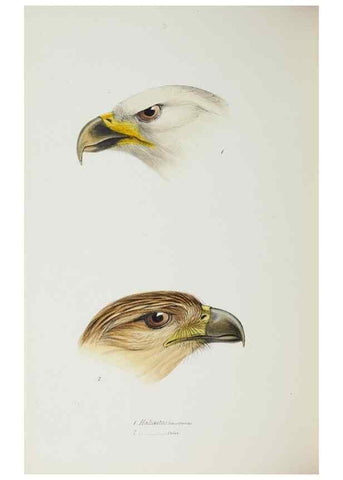Reproducción/Reproduction 28686908633: A synopsis of the birds of Australia, and the adjacent Islands /. London :John Gould,1837.