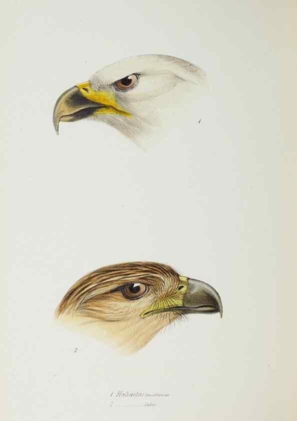 Reproducción/Reproduction 28686908633: A synopsis of the birds of Australia, and the adjacent Islands /. London :John Gould,1837.