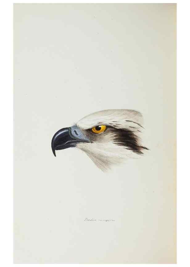 Reproducción/Reproduction 28686910163: A synopsis of the birds of Australia, and the adjacent Islands /. London :John Gould,1837.