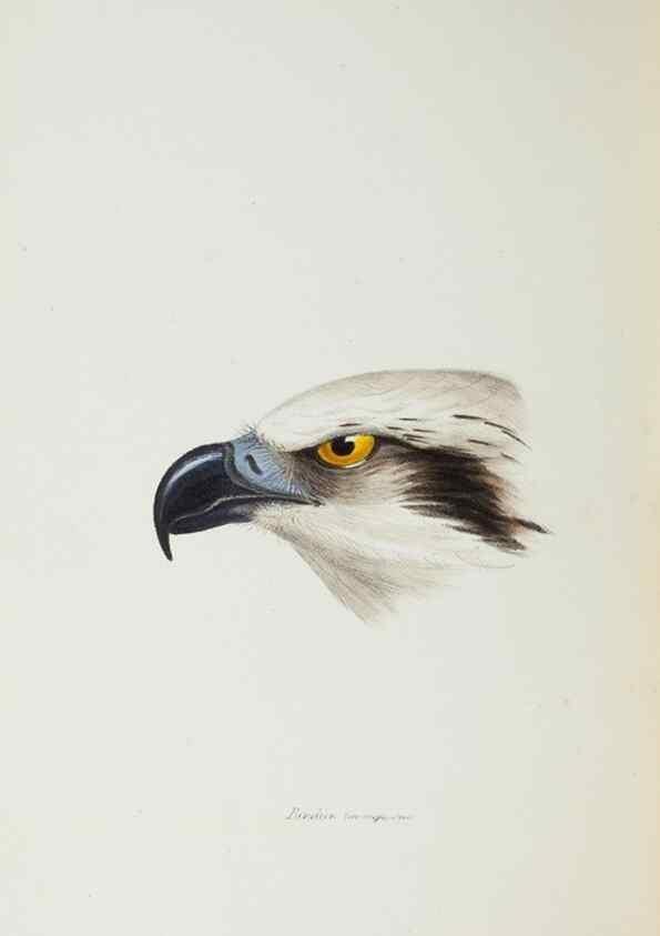 Reproducción/Reproduction 28686910163: A synopsis of the birds of Australia, and the adjacent Islands /. London :John Gould,1837.