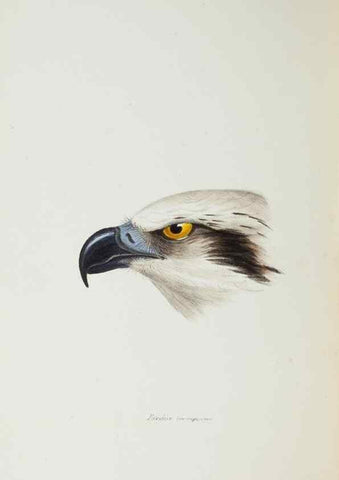 Reproducción/Reproduction 28686910163: A synopsis of the birds of Australia, and the adjacent Islands /. London :John Gould,1837.