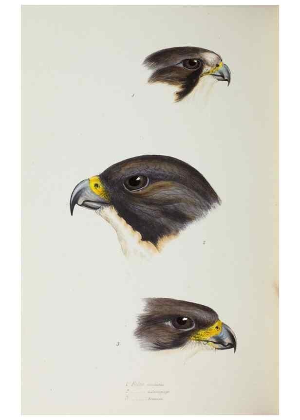 Reproducción/Reproduction 29019787980: A synopsis of the birds of Australia, and the adjacent Islands /. London :John Gould,1837.
