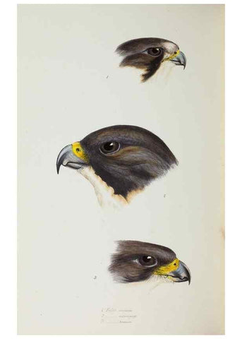 Reproducción/Reproduction 29019787980: A synopsis of the birds of Australia, and the adjacent Islands /. London :John Gould,1837.